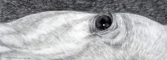 datail: Hoyor by OTGO 2005, pencil on paper 30 x 24 cm