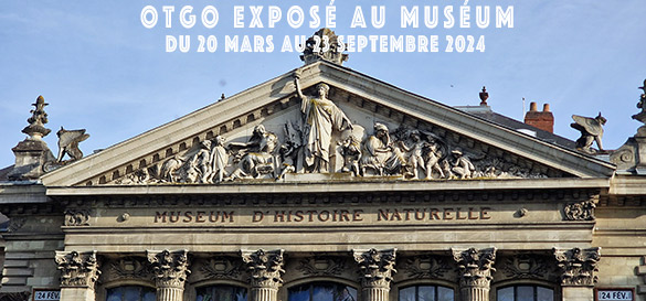 OtGO exposé au Muséum Du 20 mars au 23 septembre 2024 Muséum d’Histoire Naturelle Nantes